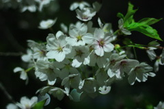 夜桜Ⅰ