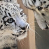 ヒョウ