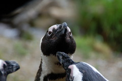 ペンギン