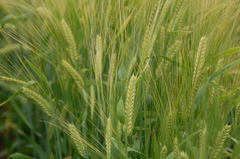 富良野にて　麦