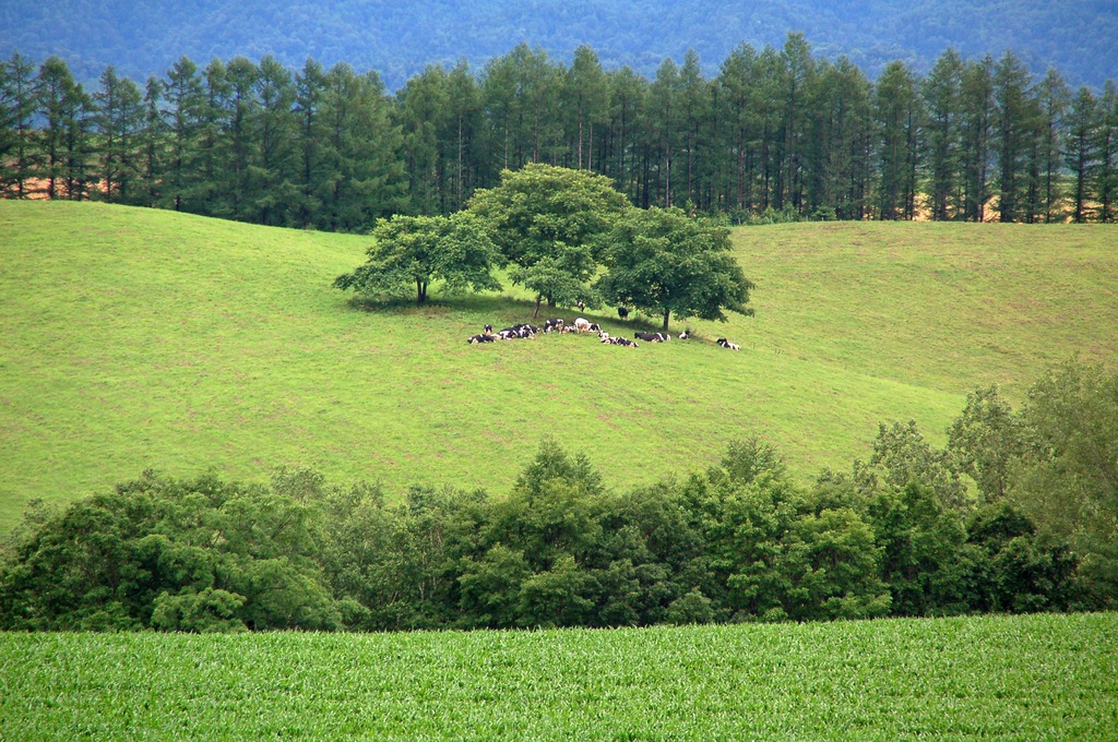 うしさんのいる風景