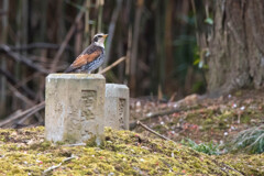 いいとこ留まったね♪