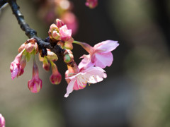 Cherry blossoms bloom