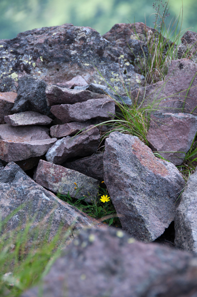 Blooms in the rocky place