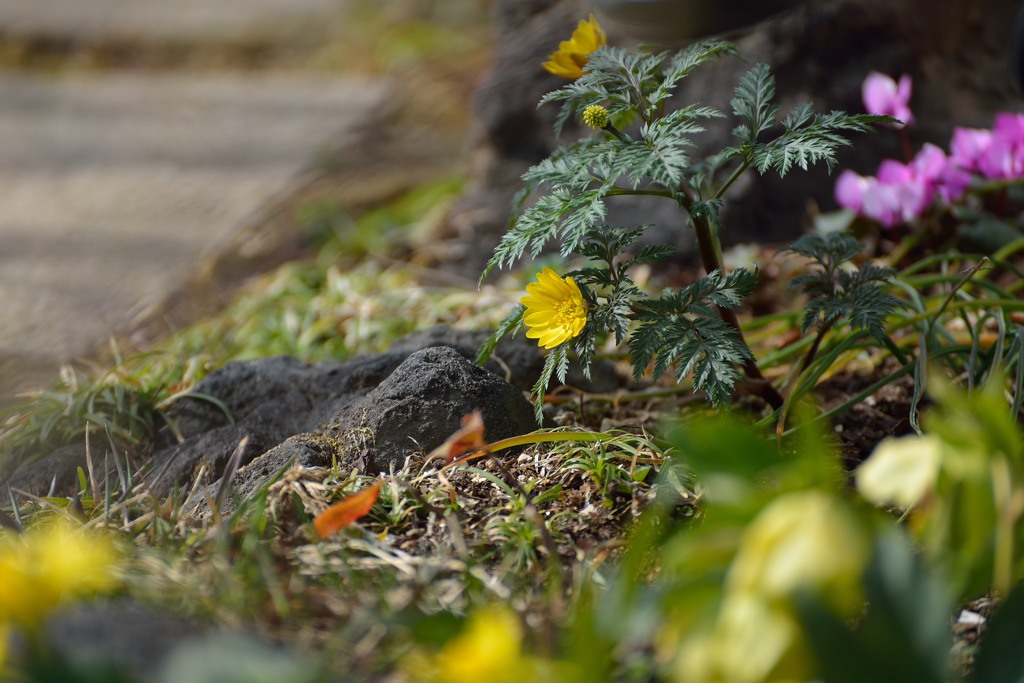 Coming of spring　Ⅲ