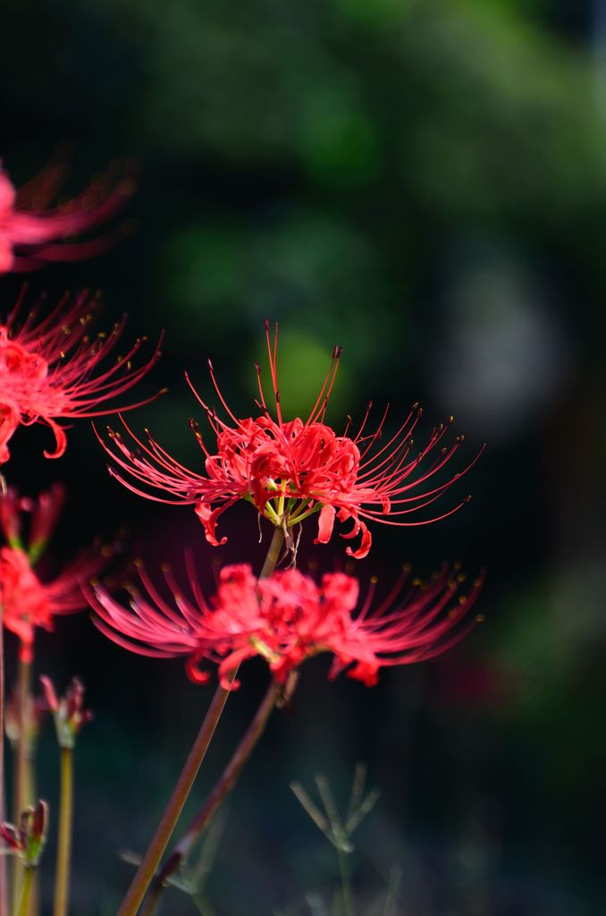 cluster amaryllis Ⅰ