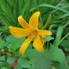 Hemerocallis