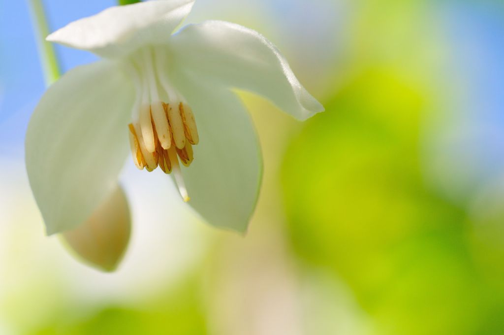 Flower of Styrax japonica