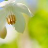 Flower of Styrax japonica