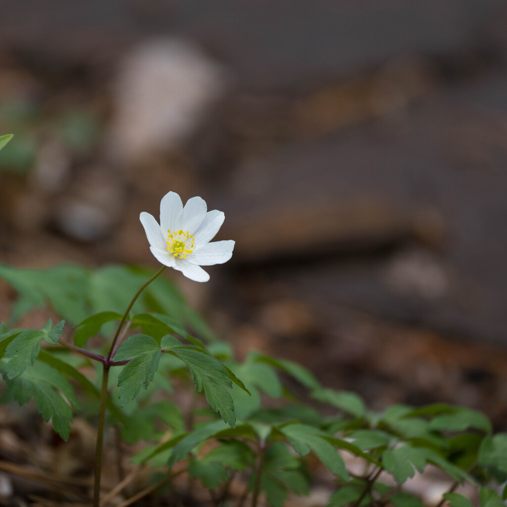 Spring ephemeral　2023　Ⅱ