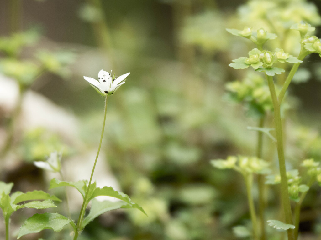 山の花は可憐です　Ⅰ