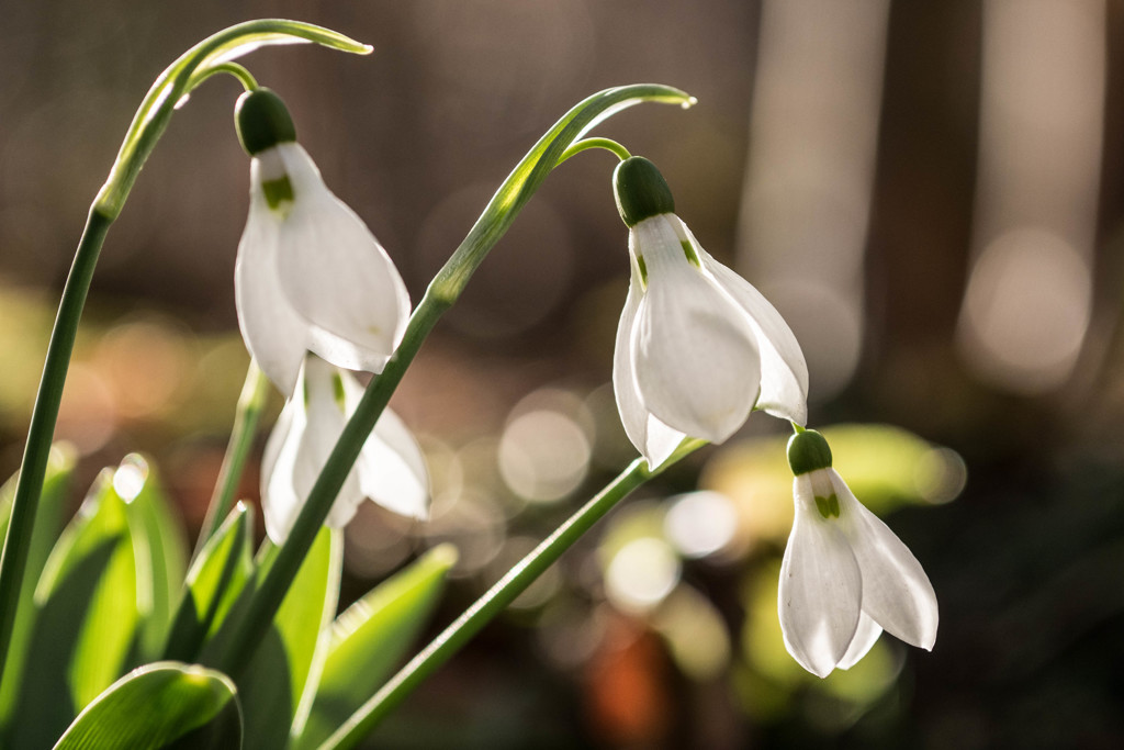 Spring coming soon