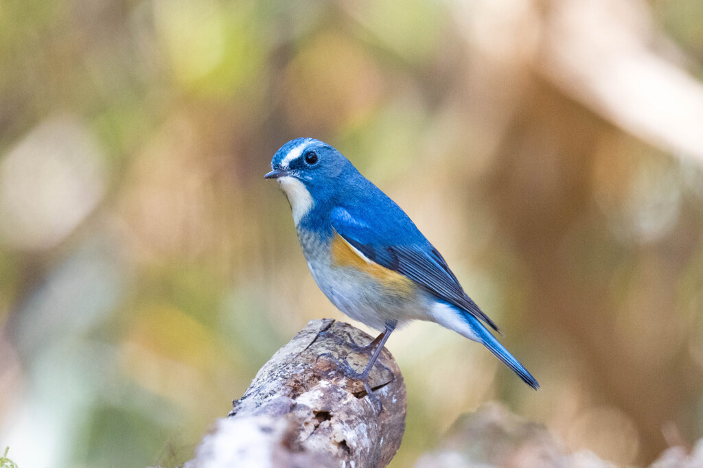 餌付けされた野鳥　Ⅰ