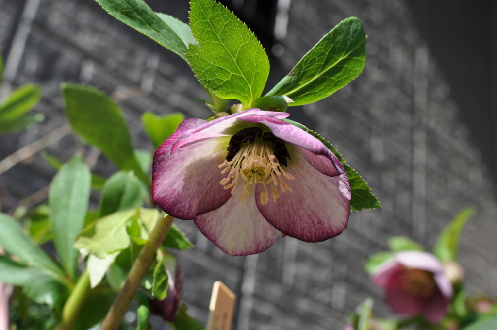 Christmas Rose