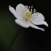 Anemone flaccida