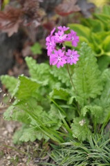 Primula sieboldii