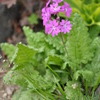 Primula sieboldii