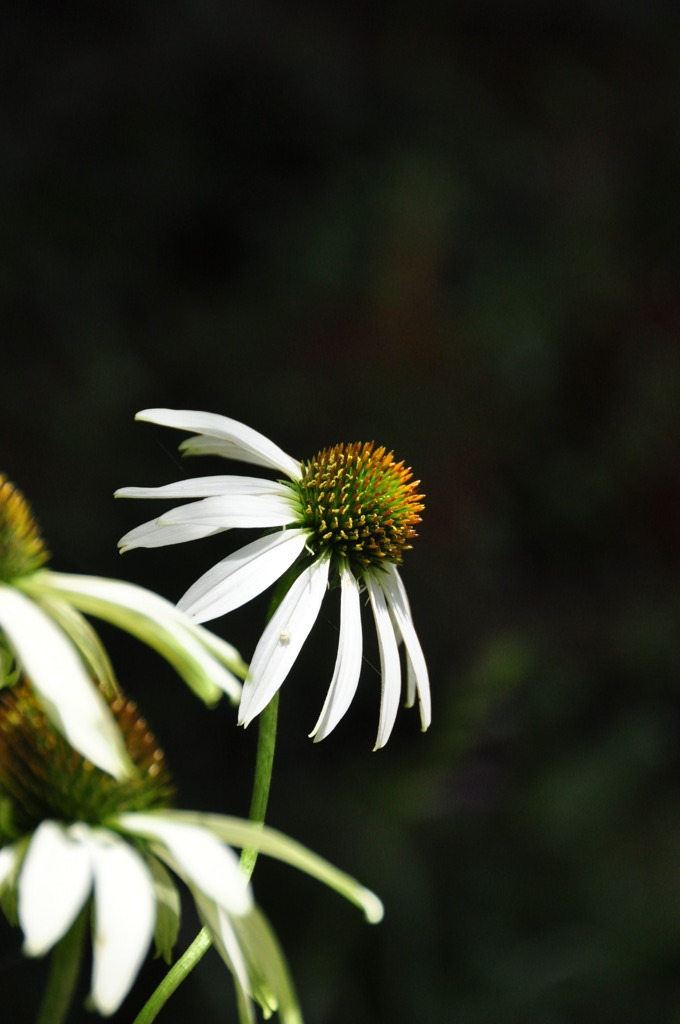 Echinacea purpurea　Ⅲ