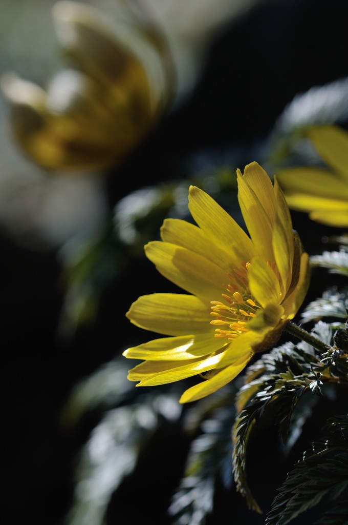 The sun of the garden　Ⅲ
