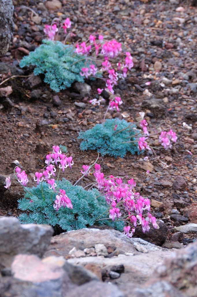 Queen of the alpine plant