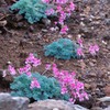 Queen of the alpine plant