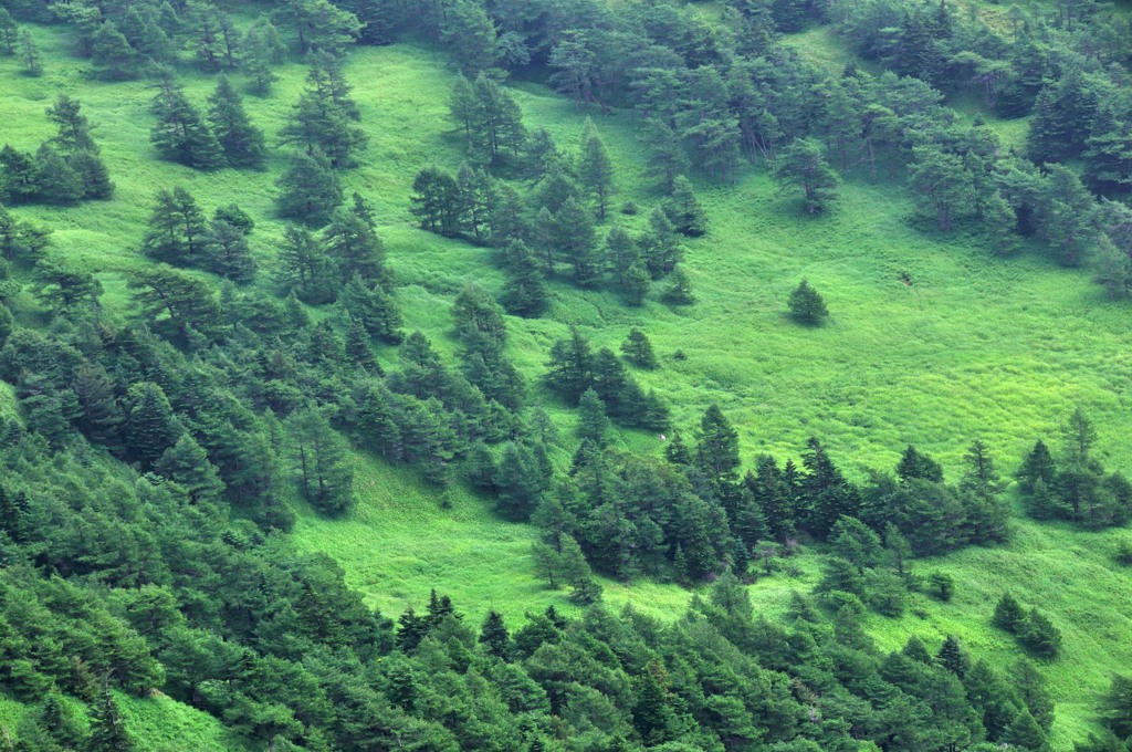 Green carpet