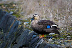 野鳥は美しい・・・