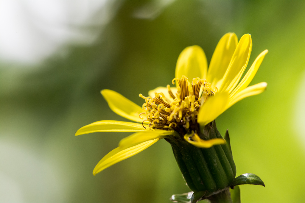 bloom in autumn