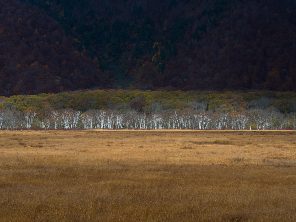 Late autumn of wetlands