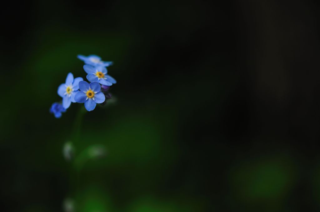 Forget-me-not