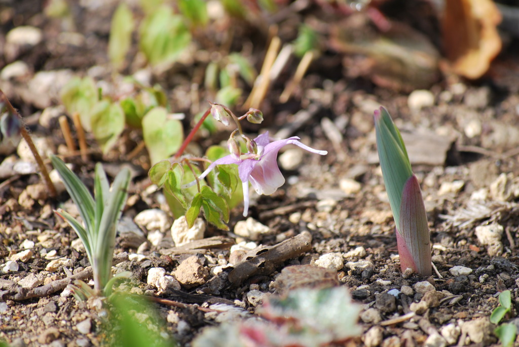 Epimedium grandiflorum var. thunbergianu