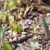 Epimedium grandiflorum var. thunbergianu