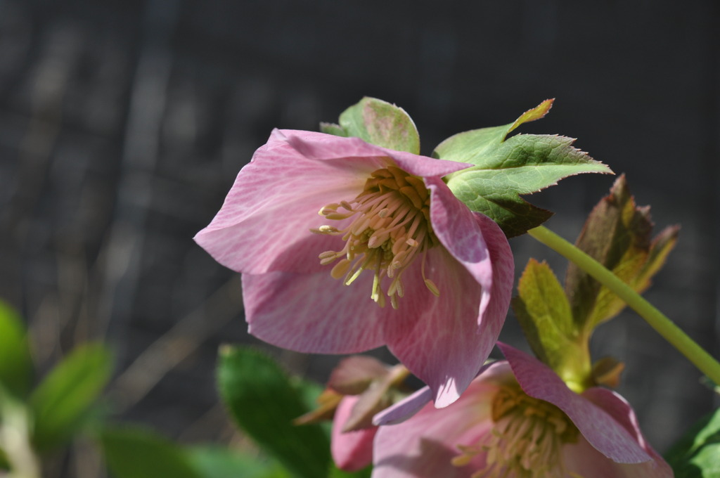 Christmas Rose