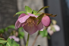 Christmas Rose