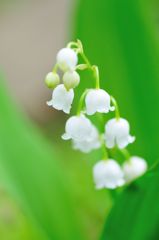 Lily of the valley