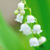 Lily of the valley