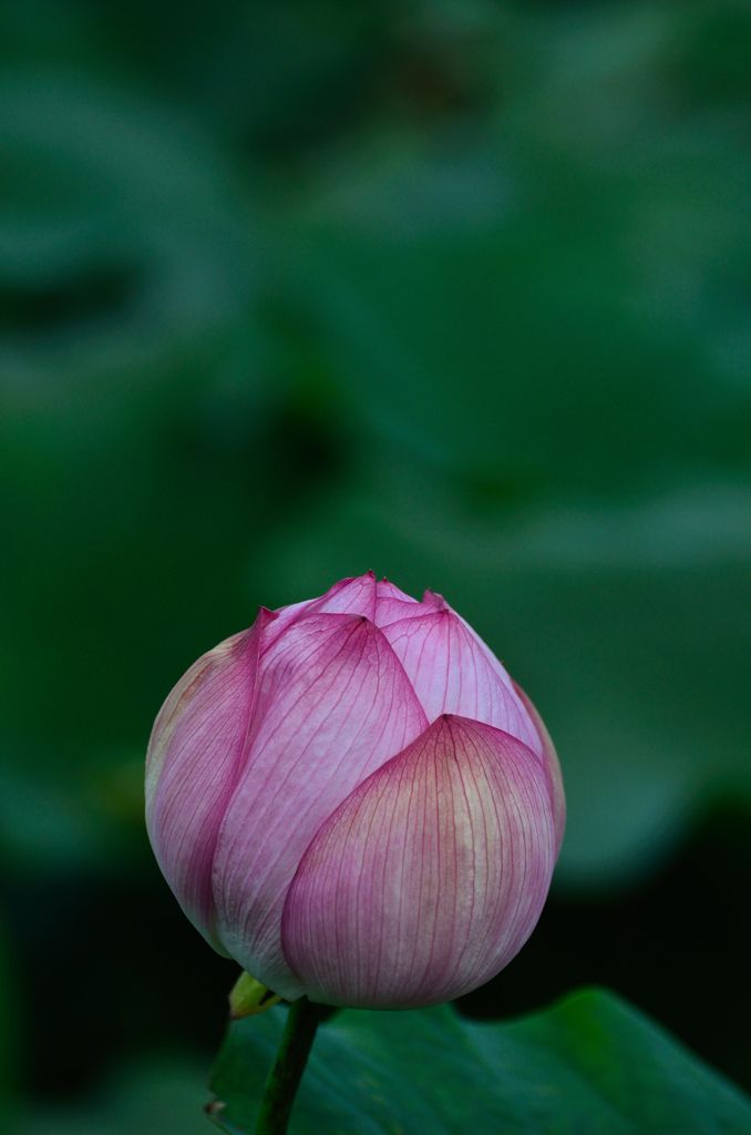 Lotus　Ⅱ