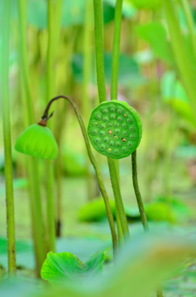 Lotus Ⅲ