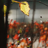 Familiar autumn　Ⅱ