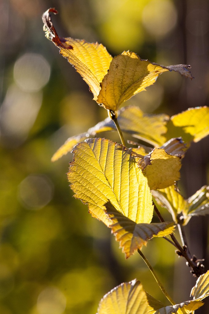 Autumn colors of my home　Ⅱ