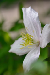 Shooting of flowers　Ⅲ