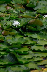 Lotus of the white blossom　Ⅰ