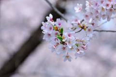Vivid cherry blossom