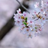 Vivid cherry blossom