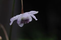 Anemonopsis macrophylla