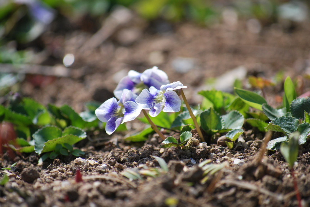 Viola mandshurica