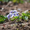 Viola mandshurica