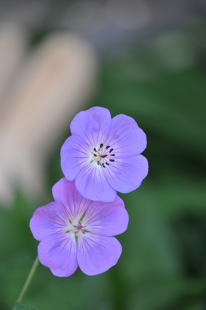 Geranium Jolly Bee