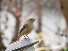 我が家の庭に　Ⅰ