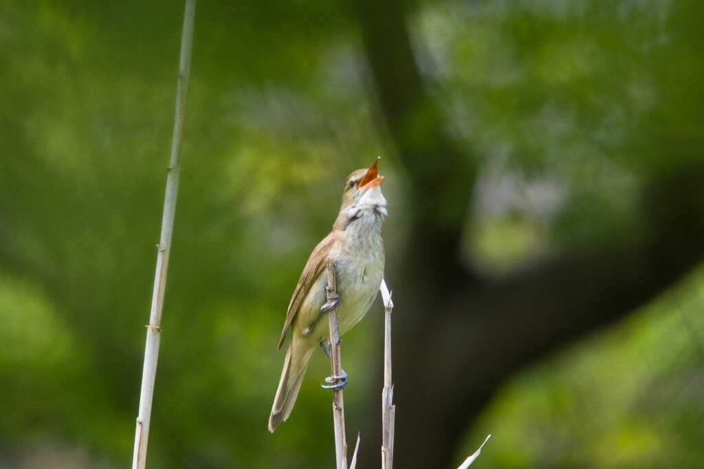 よく鳴くねぇ～